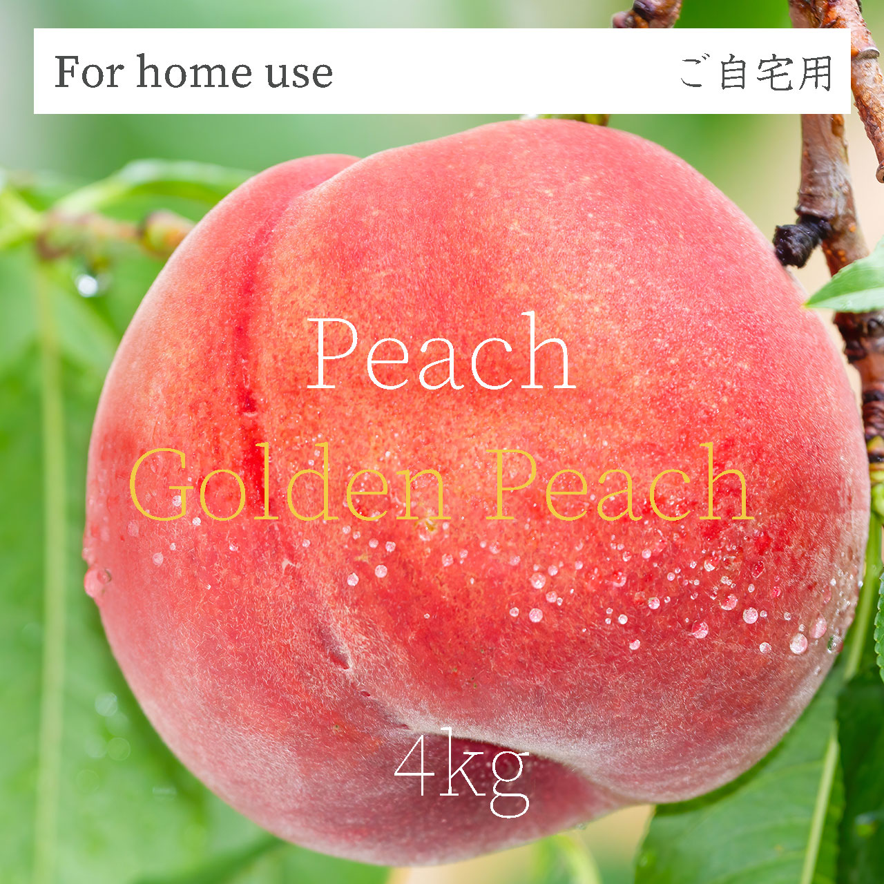 【白桃・ゴールデンピーチ】夏の桃 2kg箱 or 4kg箱