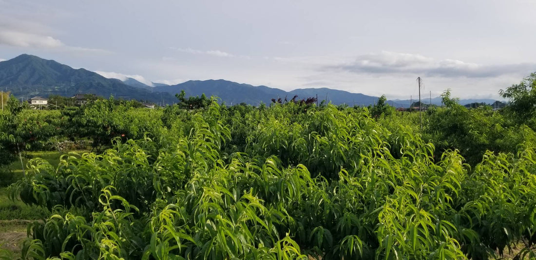 夏の桃が終了致しました。