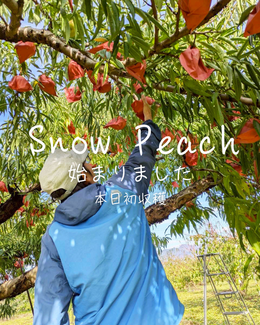 2025 SnowPeachの収穫が始まりました。