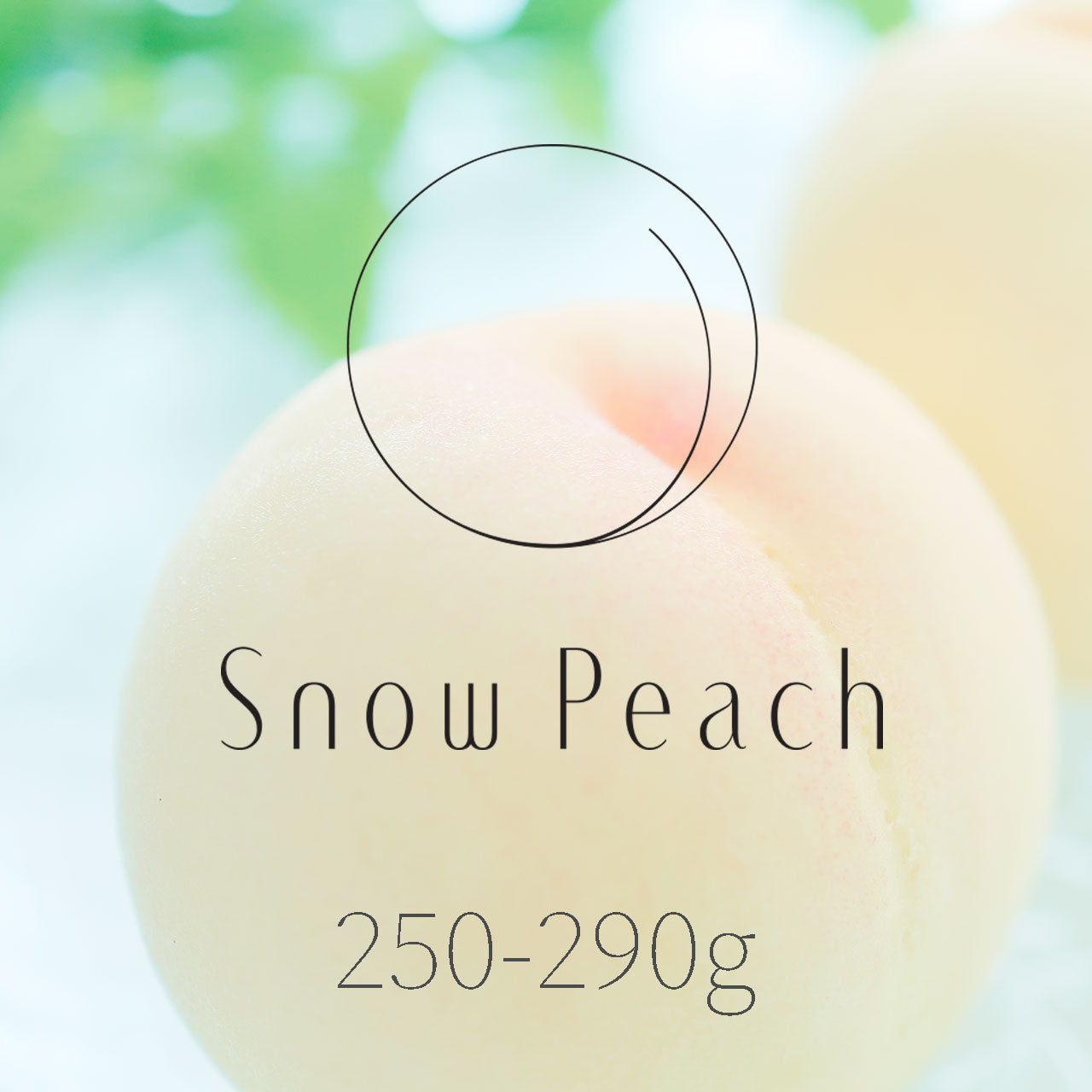 [Snow Peach] 250g~290g × 6 or 7 pcs (in gift box)