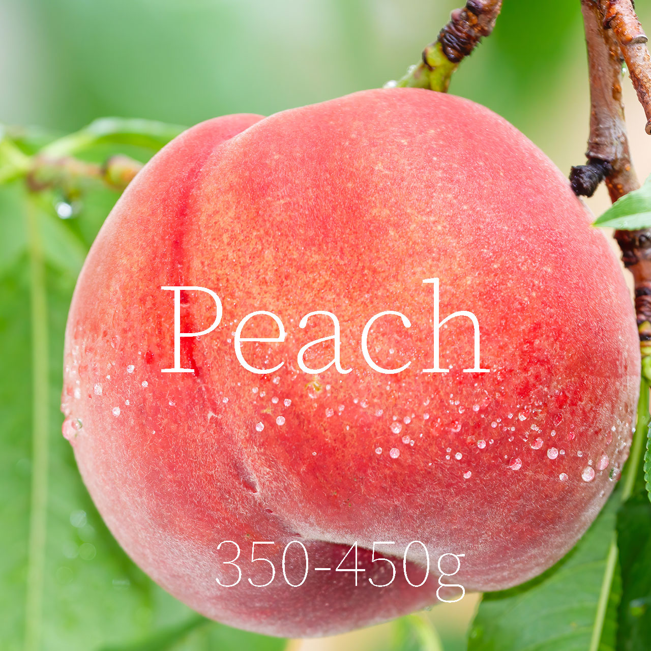 [Peach] 350g~450g × 2 or 5 pcs (in gift box)